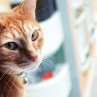 Tekir Kedi, Kedi  Tarçın fotoğrafı