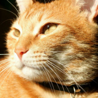 Tekir Kedi, Kedi  Tarçın fotoğrafı