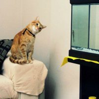 Tekir Kedi, Kedi  Tarçın fotoğrafı