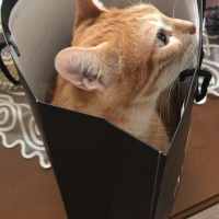 Tekir Kedi, Kedi  Tarçın fotoğrafı