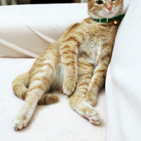 Tekir Kedi, Kedi  Tarçın fotoğrafı