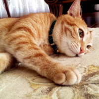 Tekir Kedi, Kedi  Tarçın fotoğrafı