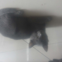 Tekir Kedi, Kedi  mınnık fotoğrafı