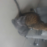 Tekir Kedi, Kedi  mınnık fotoğrafı