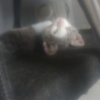 Tekir Kedi, Kedi  fındık fotoğrafı