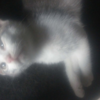Tekir Kedi, Kedi  fındık fotoğrafı