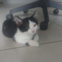 Tekir Kedi, Kedi  Poti fotoğrafı