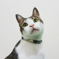 Tekir Kedi, Kedi  Necati Ferit fotoğrafı