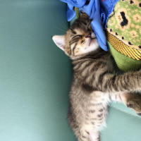 Tekir Kedi, Kedi  Küçük minikler acil yuva arıyor. fotoğrafı