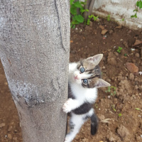 Tekir Kedi, Kedi  Küçük minikler acil yuva arıyor. fotoğrafı