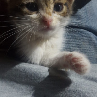 Tekir Kedi, Kedi  Küçük minikler acil yuva arıyor. fotoğrafı