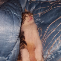 Tekir Kedi, Kedi  Küçük minikler acil yuva arıyor. fotoğrafı