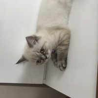 Scottish Fold, Kedi  Ozi fotoğrafı