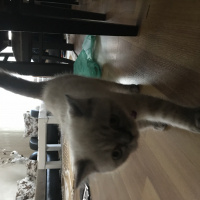 Scottish Fold, Kedi  Ozi fotoğrafı