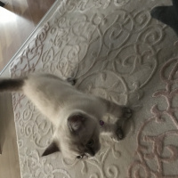 Scottish Fold, Kedi  Ozi fotoğrafı