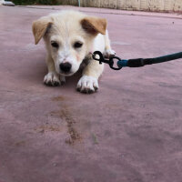 Golden Retriever, Köpek  Midye fotoğrafı