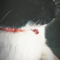 Soke, Kedi  Roi fotoğrafı