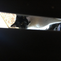 Soke, Kedi  Roi fotoğrafı
