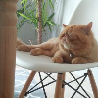 Exotic Shorthair, Kedi  Bal fotoğrafı