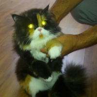 İran Kedisi (Persian), Kedi  Melis fotoğrafı