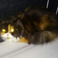 İran Kedisi (Persian), Kedi  Melis fotoğrafı