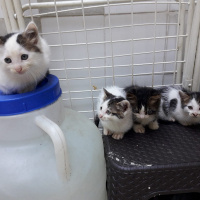 Tekir Kedi, Kedi  Minik yavrular fotoğrafı