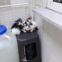 Tekir Kedi, Kedi  Minik yavrular fotoğrafı