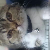Scottish Fold, Kedi  İrmik fotoğrafı