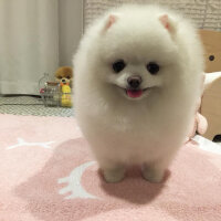 Pomeranyalı, Köpek  Lola fotoğrafı