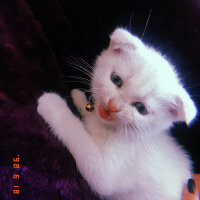 Scottish Fold, Kedi  Huzur fotoğrafı