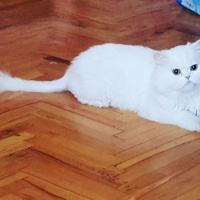 Chinchilla, Kedi  BULUT fotoğrafı