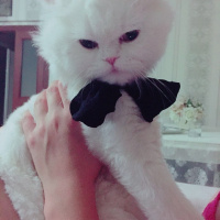 Chinchilla, Kedi  BULUT fotoğrafı