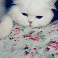 Chinchilla, Kedi  BULUT fotoğrafı