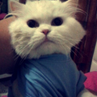 Chinchilla, Kedi  BULUT fotoğrafı