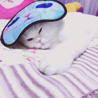 Chinchilla, Kedi  BULUT fotoğrafı