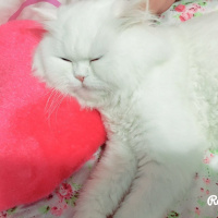 Chinchilla, Kedi  BULUT fotoğrafı