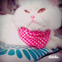 Chinchilla, Kedi  BULUT fotoğrafı