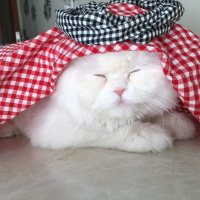 Chinchilla, Kedi  BULUT fotoğrafı