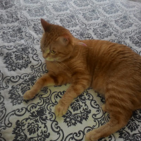Tekir Kedi, Kedi  Minnoş fotoğrafı