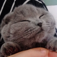 Scottish Fold, Kedi  Bella fotoğrafı