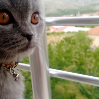 Scottish Fold, Kedi  Bella fotoğrafı