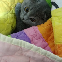 Scottish Fold, Kedi  Bella fotoğrafı