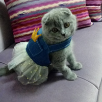 Scottish Fold, Kedi  Bella fotoğrafı