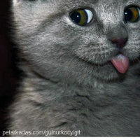Scottish Fold, Kedi  Bella fotoğrafı