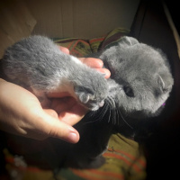 Scottish Fold, Kedi  Bella fotoğrafı