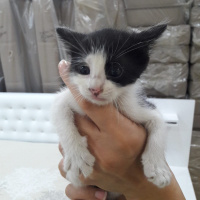Tekir Kedi, Kedi  Adsız fotoğrafı