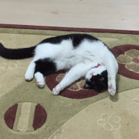 Tekir Kedi, Kedi  Tarçın fotoğrafı