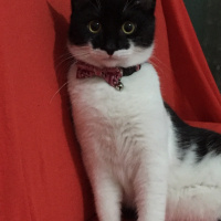 Tekir Kedi, Kedi  Tarçın fotoğrafı