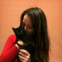 British Shorthair, Kedi  Pars fotoğrafı