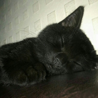 British Shorthair, Kedi  Pars fotoğrafı